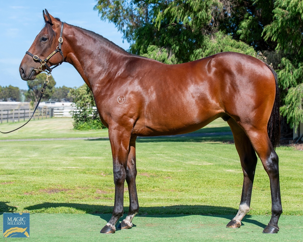 2024 Perth Yearling Sale Lot 81 Long Leaf (AUS) Impressing